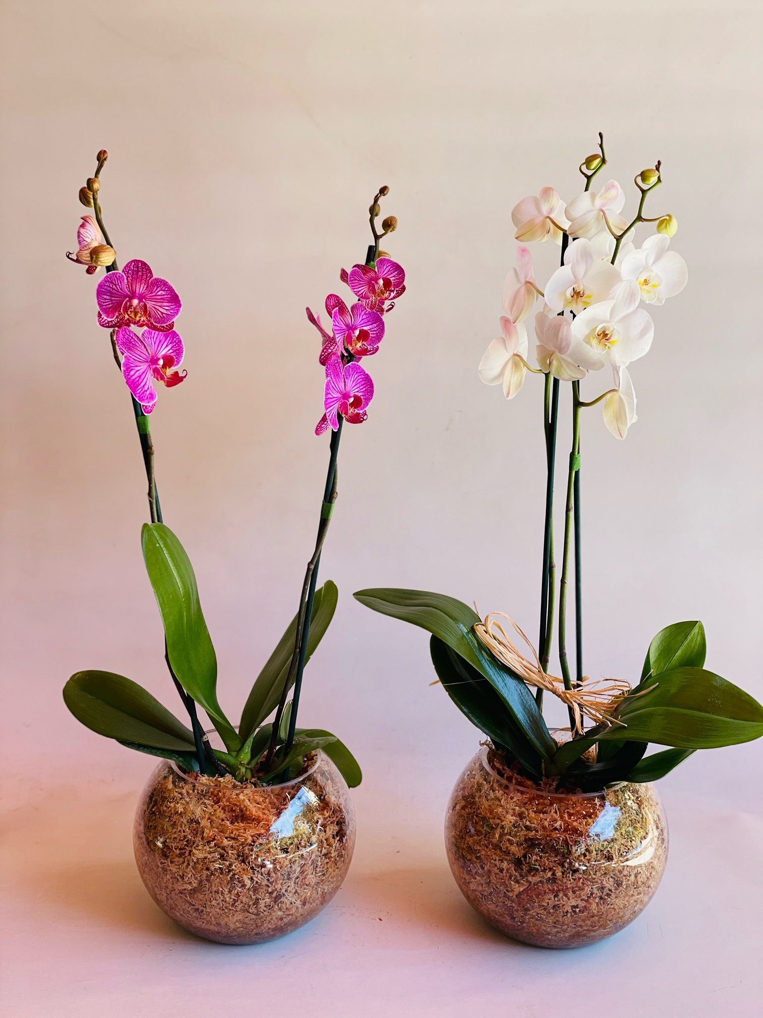 Orquídea en Pecera